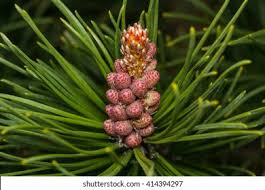 Attēlu rezultāti vaicājumam “Pinus mugo male flower”
