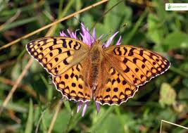 Attēlu rezultāti vaicājumam “Argynnis adippe underside”