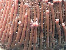 Attēlu rezultāti vaicājumam “Symphytocarpus flaccidus”