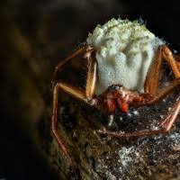 Attēlu rezultāti vaicājumam “Torrubiella arachnophila”