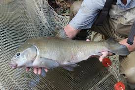 Image result for Ictiobus bubalus