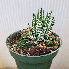 Image result for Haworthia