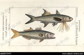 Image result for Pomatomus saltatrix