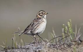 Image result for Calcarius lapponicus