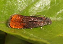 Attēlu rezultāti vaicājumam “Pammene rhediella”