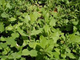 Attēlu rezultāti vaicājumam “Plumbaginaceae”