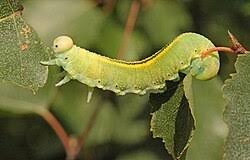 Attēlu rezultāti vaicājumam “Cimbex femoratus imago”