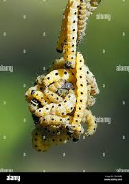 Attēlu rezultāti vaicājumam “Yponomeuta evonymella”