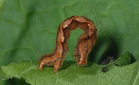 Attēlu rezultāti vaicājumam “Timandra comae”