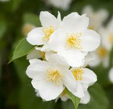 Attēlu rezultāti vaicājumam “Philadelphus coronarius flower”