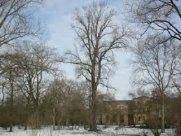 Attēlu rezultāti vaicājumam “Populus x berolinensis”