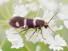 Attēlu rezultāti vaicājumam “Micropterix aureatella”