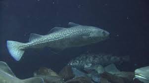 Image result for Gadus macrocephalus
