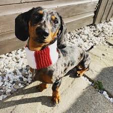 Image result for Leeds Mad Dogs