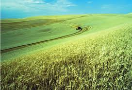 Attēlu rezultāti vaicājumam “Triticum aestivum”