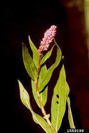 Attēlu rezultāti vaicājumam “Polygonum amphibium leaf”