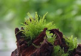 Attēlu rezultāti vaicājumam “Plagiomnium affine”