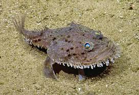 Image result for Lophius americanus