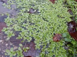 Attēlu rezultāti vaicājumam “Callitriche cophocarpa leaf”