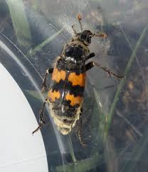 Attēlu rezultāti vaicājumam “Nicrophorus vespillo”