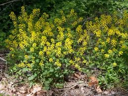 Attēlu rezultāti vaicājumam “Barbarea vulgaris subsp. arcuata flower”