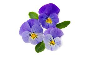 Image result for Hornveilchen