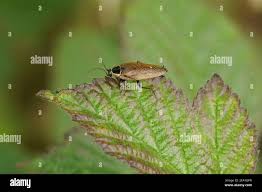 Attēlu rezultāti vaicājumam “Ectobius sylvestris male”