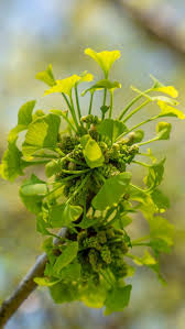Attēlu rezultāti vaicājumam “Ginkgo biloba female flower”