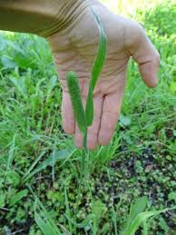 Attēlu rezultāti vaicājumam “Phleum phleoides fruit”