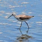 Attēlu rezultāti vaicājumam “Tringa stagnatilis”