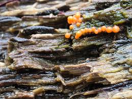 Attēlu rezultāti vaicājumam “Trichia varia young”