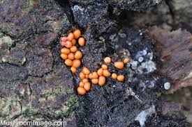 Attēlu rezultāti vaicājumam “Colloderma robustum macro”