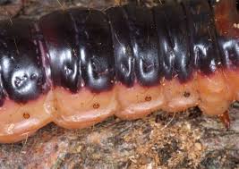 Attēlu rezultāti vaicājumam “Cossus cossus imago”