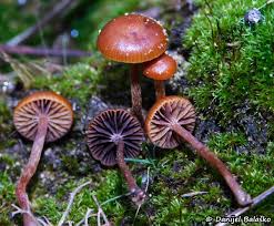 Attēlu rezultāti vaicājumam “Tubifera montana macro”