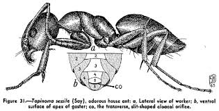 Attēlu rezultāti vaicājumam “Dianema nivale sessile”
