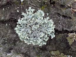 Attēlu rezultāti vaicājumam “Physcia tenella”