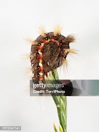 Attēlu rezultāti vaicājumam “Acronicta rumicis larva”