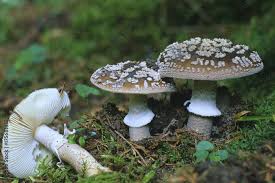 Attēlu rezultāti vaicājumam “Amanita excelsa”