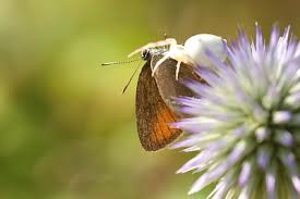 Attēlu rezultāti vaicājumam “Satyrium ilicis underside”