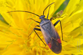 Attēlu rezultāti vaicājumam “Adelphocoris seticornis”