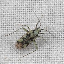 Attēlu rezultāti vaicājumam “Phytocoris tiliae imago”