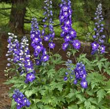 Attēlu rezultāti vaicājumam “Delphinium elatum”