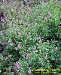 Attēlu rezultāti vaicājumam “Fumaria officinalis leaf”