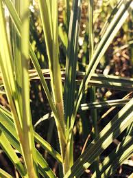 Attēlu rezultāti vaicājumam “Carex atherodes”