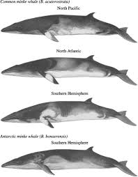 Image result for Balaenoptera borealis