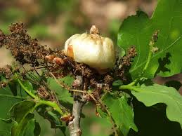 Attēlu rezultāti vaicājumam “Biorhiza pallida”