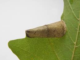 Attēlu rezultāti vaicājumam “Caloptilia hemidactylella”