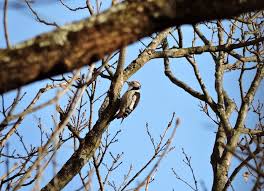 Attēlu rezultāti vaicājumam “Dendrocopos medius”