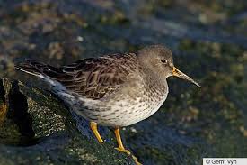 Attēlu rezultāti vaicājumam “Calidris maritima adult”