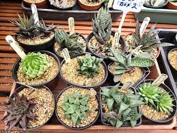 Image result for Haworthia mix